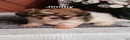 Shih Tzu dogs for sale: Jimmy  - Ad 4