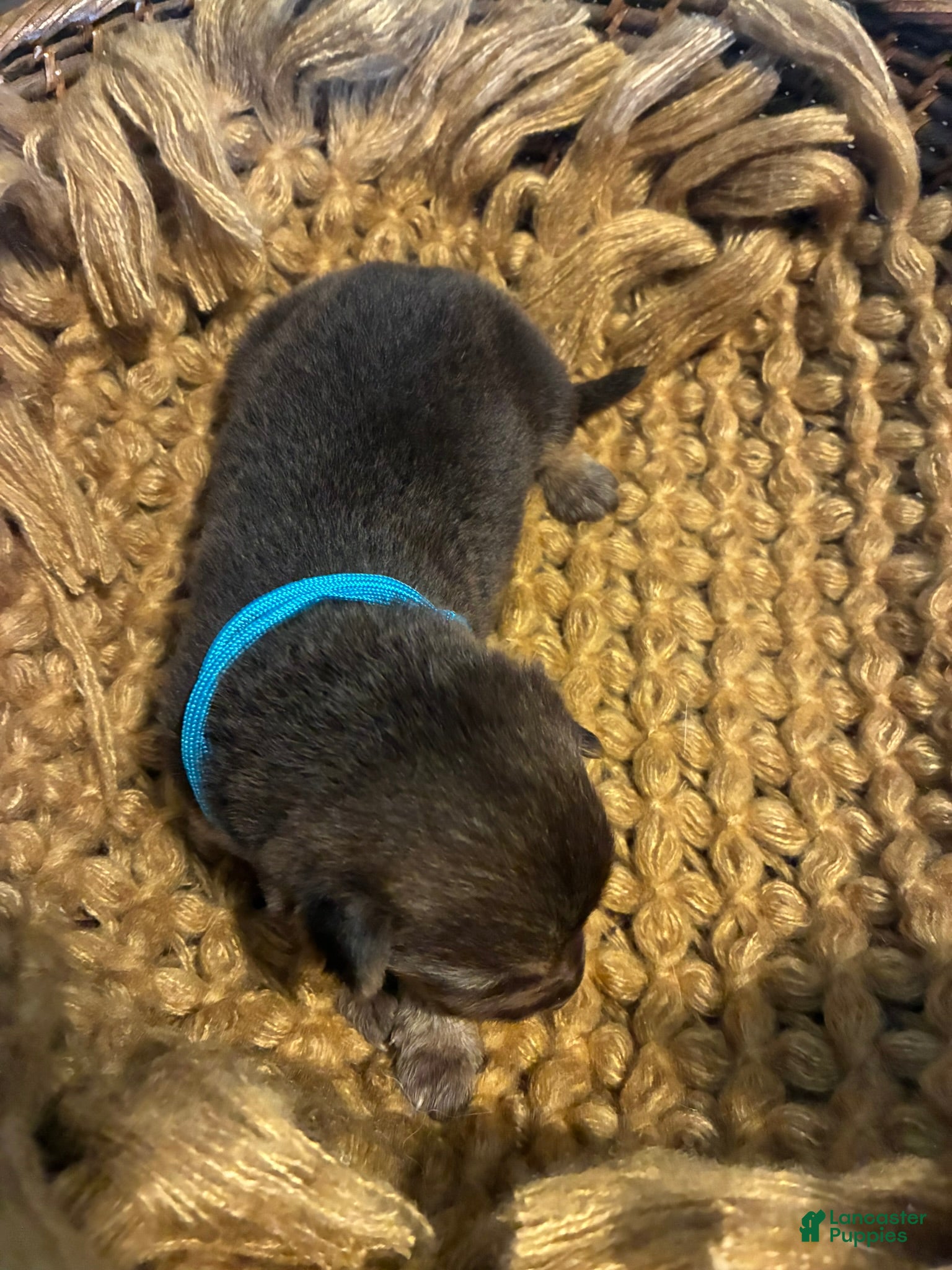 German Shepherd dogs Oak - Ad 1