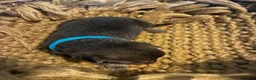 German Shepherd dogs for sale: Oak - Ad 1