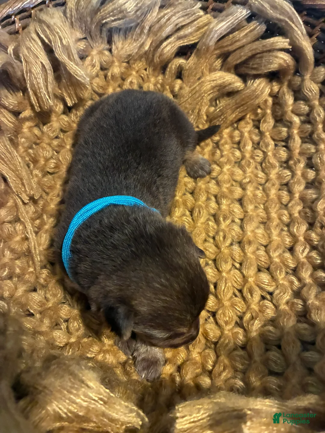 German Shepherd dogs for sale: Oak - Ad 1