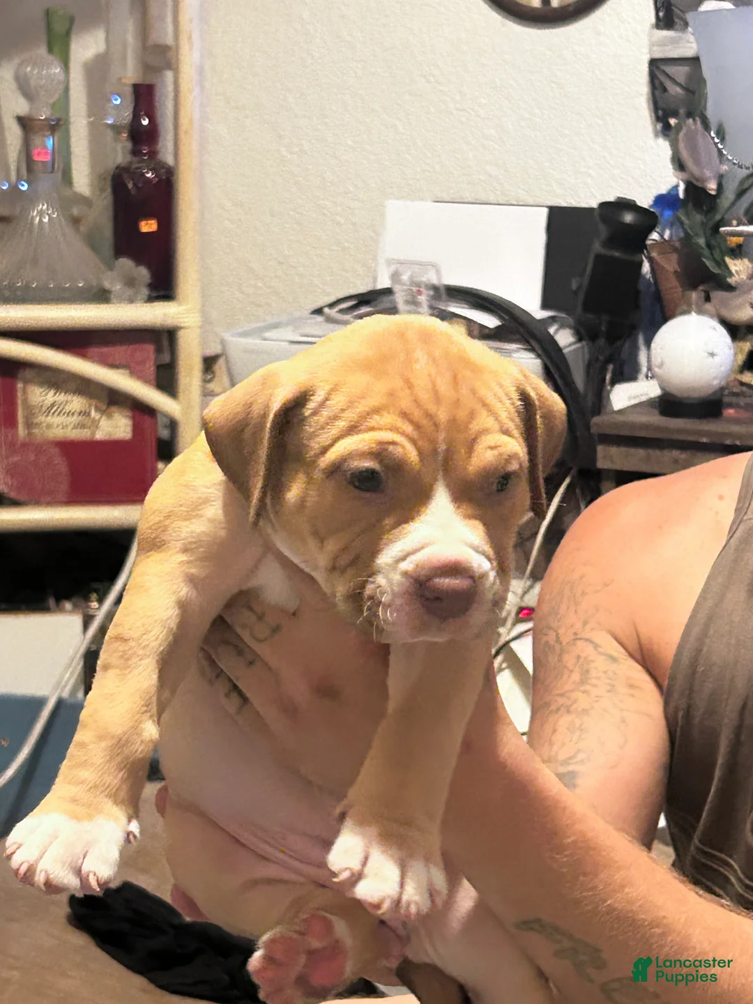 American Pit Bull Terrier dogs for sale: Lucy - Ad 2