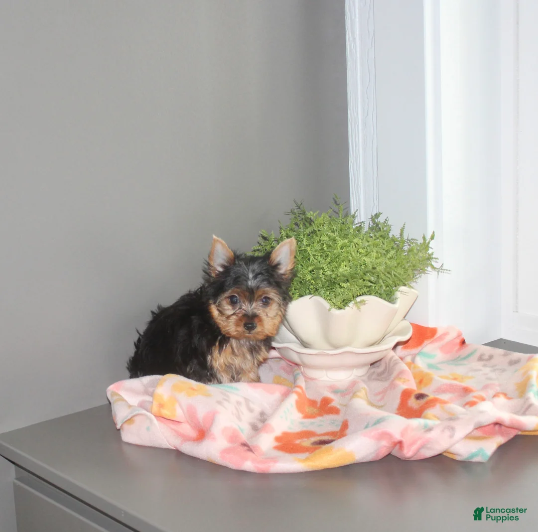 Yorkshire Terrier dogs for sale: Jewel - Ad 1