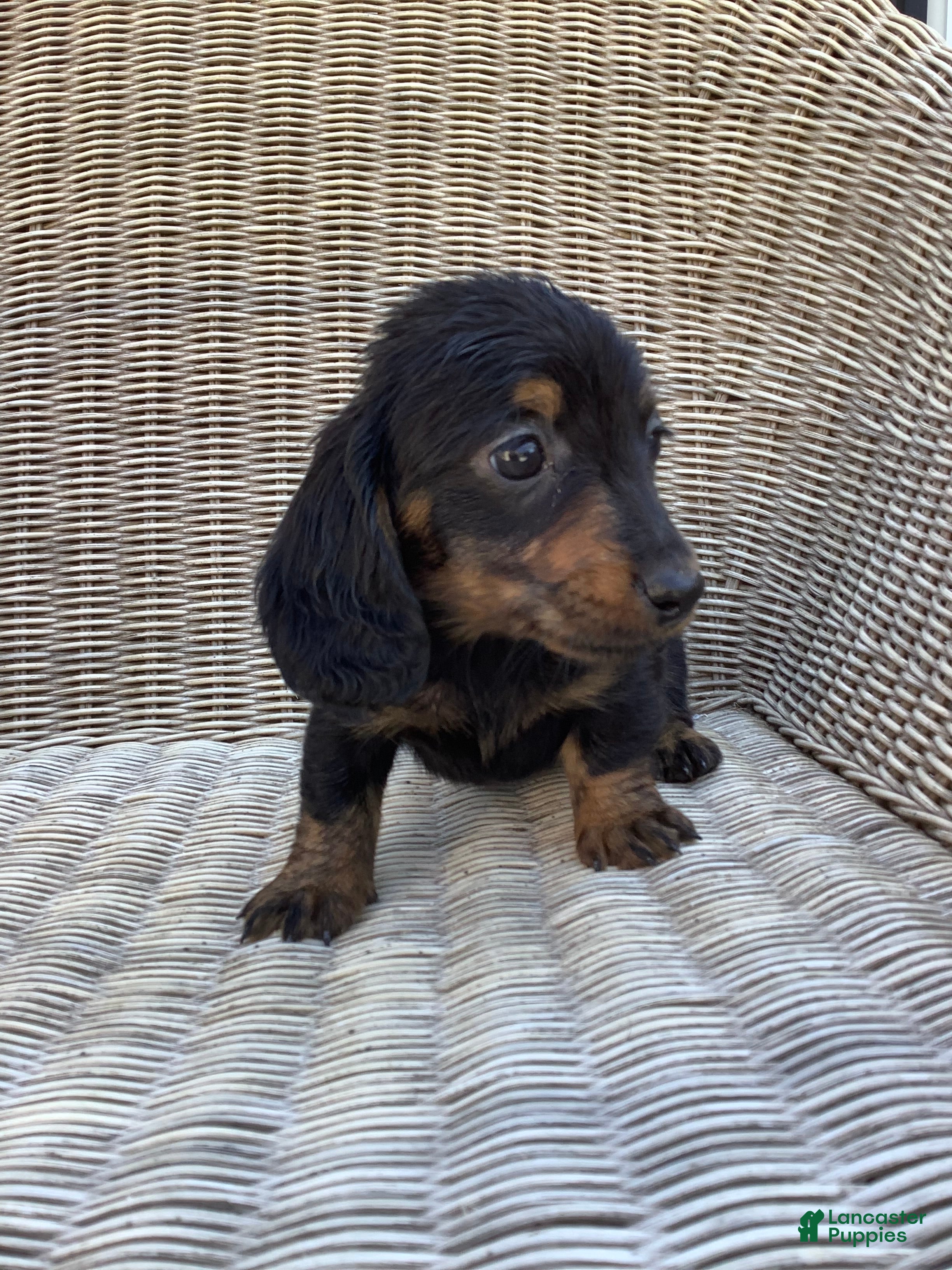 Dachshund dogs Minnie - Ad 1