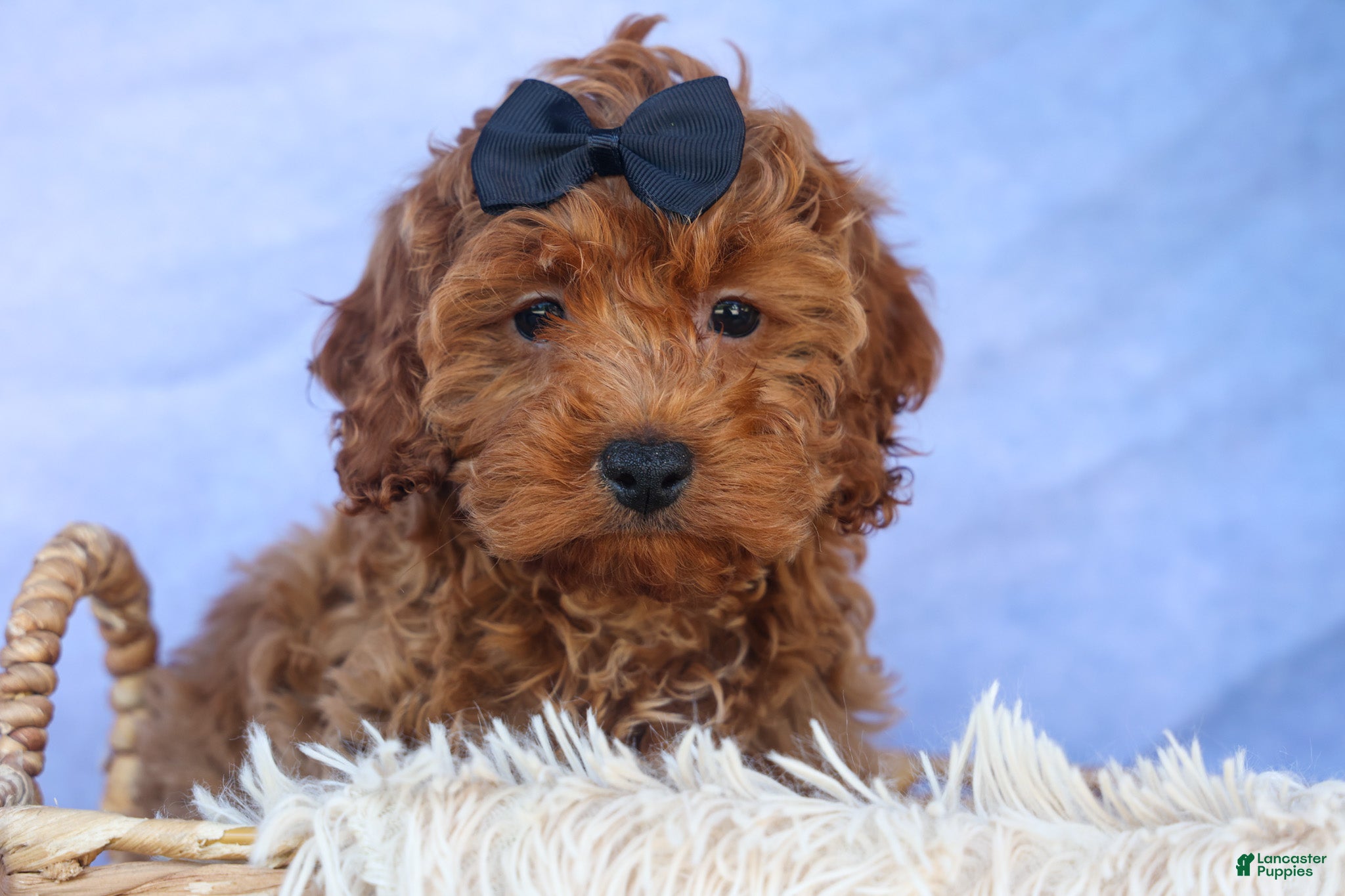 Cavapoo dogs for sale: ROMEO - Ad 15