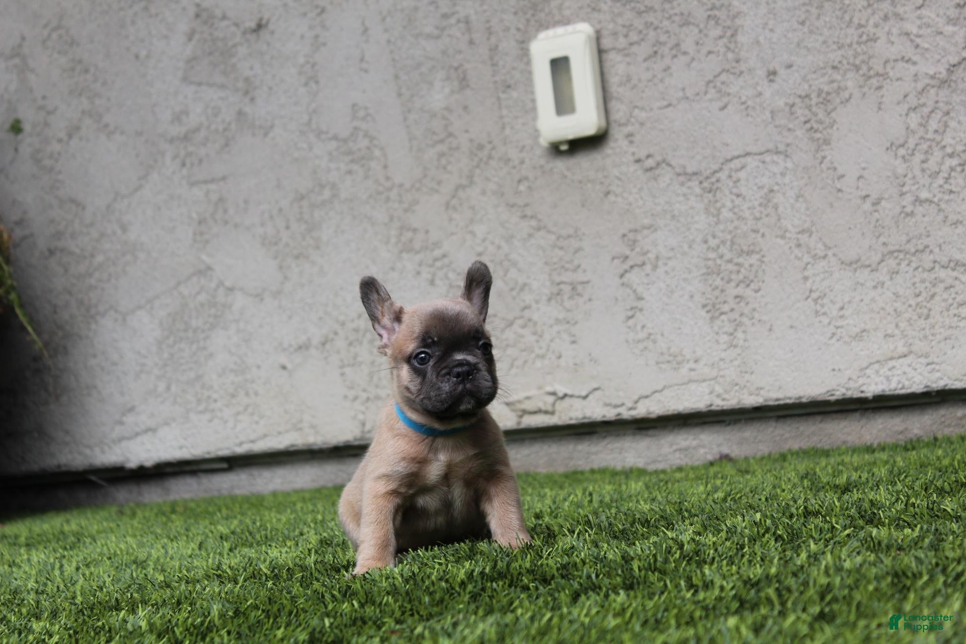 French Bulldog dogs French Bulldog [Mr Fawn] - Ad 1