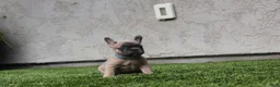 French Bulldog dogs for sale: French Bulldog [Mr Fawn] - Ad 1