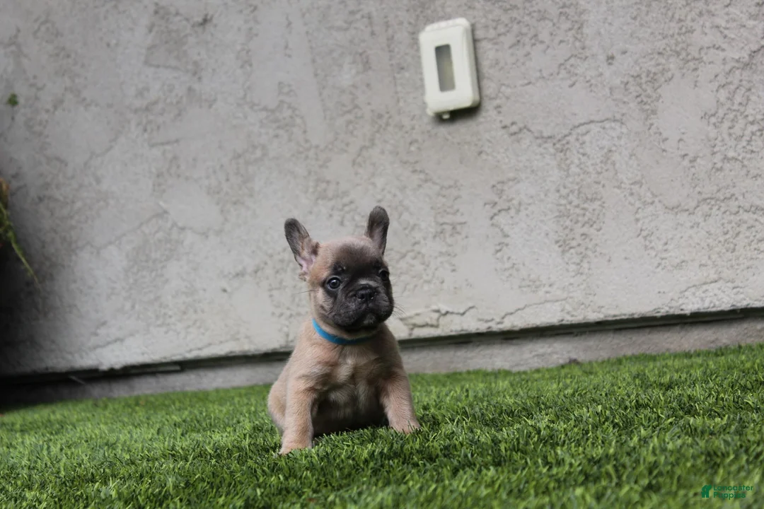 French Bulldog dogs for sale: French Bulldog [Mr Fawn] - Ad 1