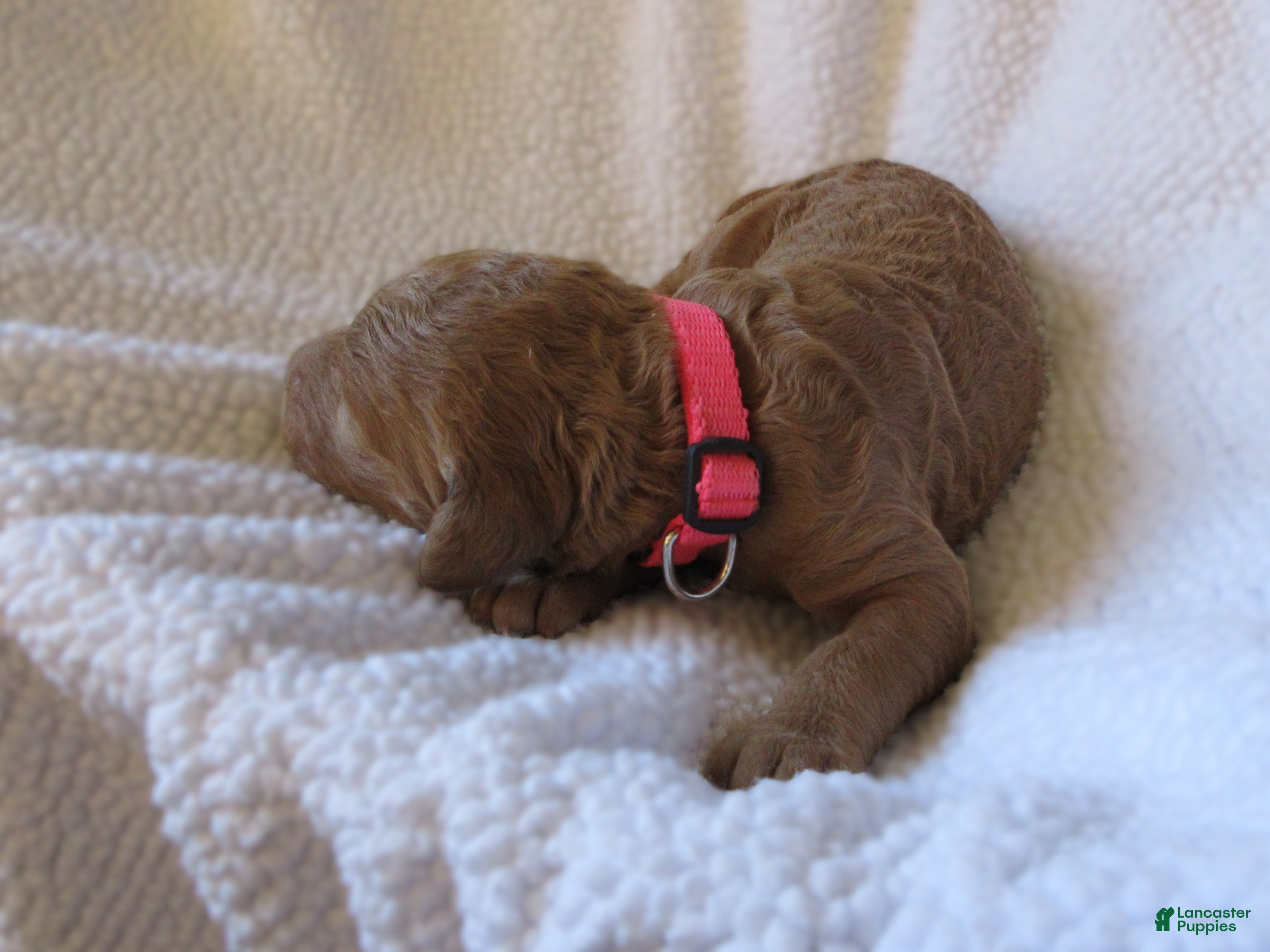Goldendoodle dogs for sale: Pink collar - Ad 2
