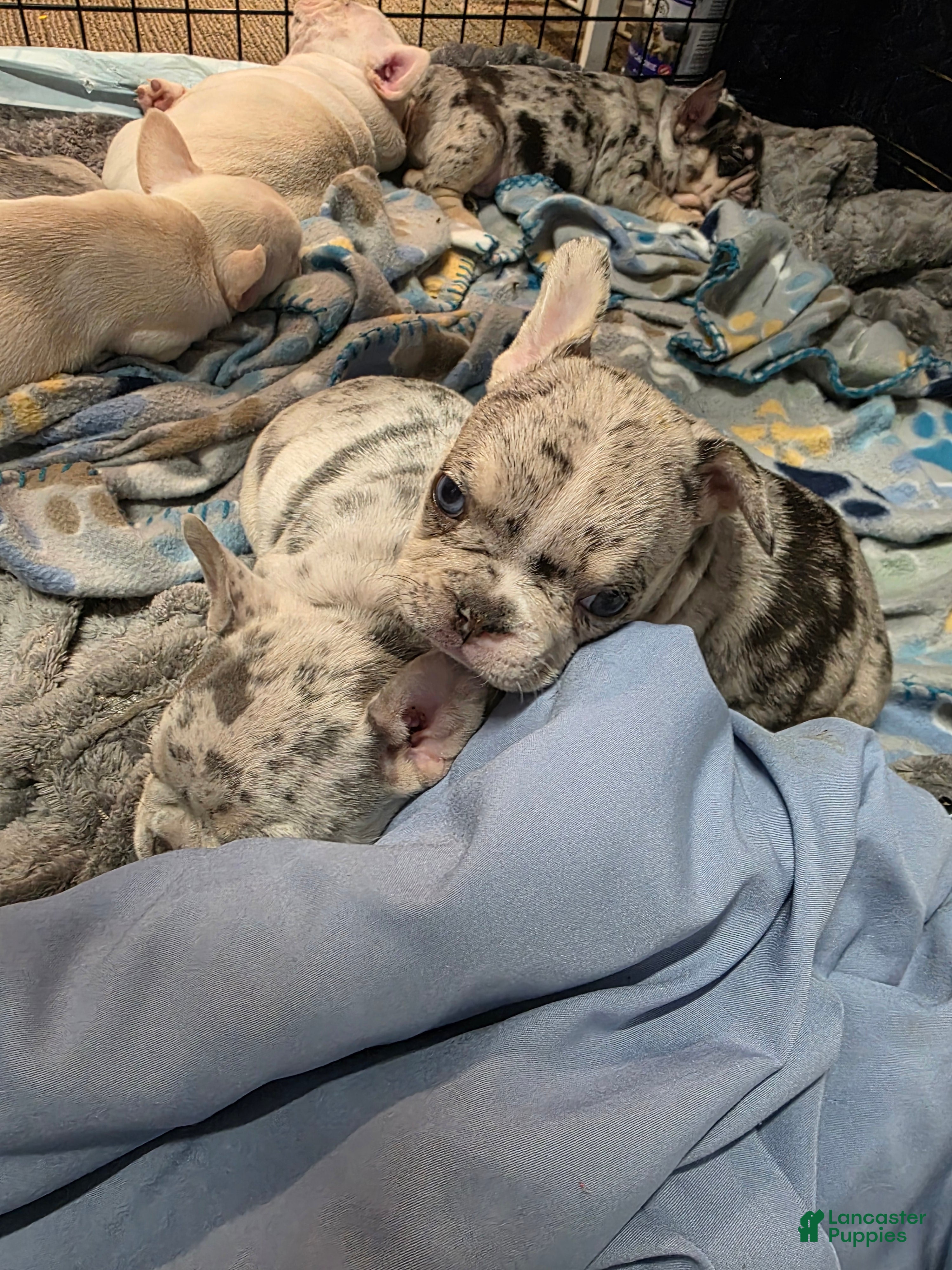 French Bulldog dogs French Bulldog Puppy 3 - Ad 36