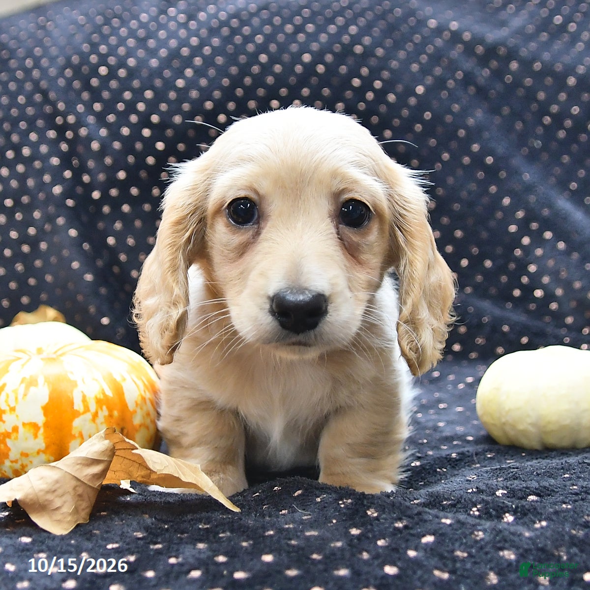Miniature Dachshund dogs for sale: Caramel  - Ad 1