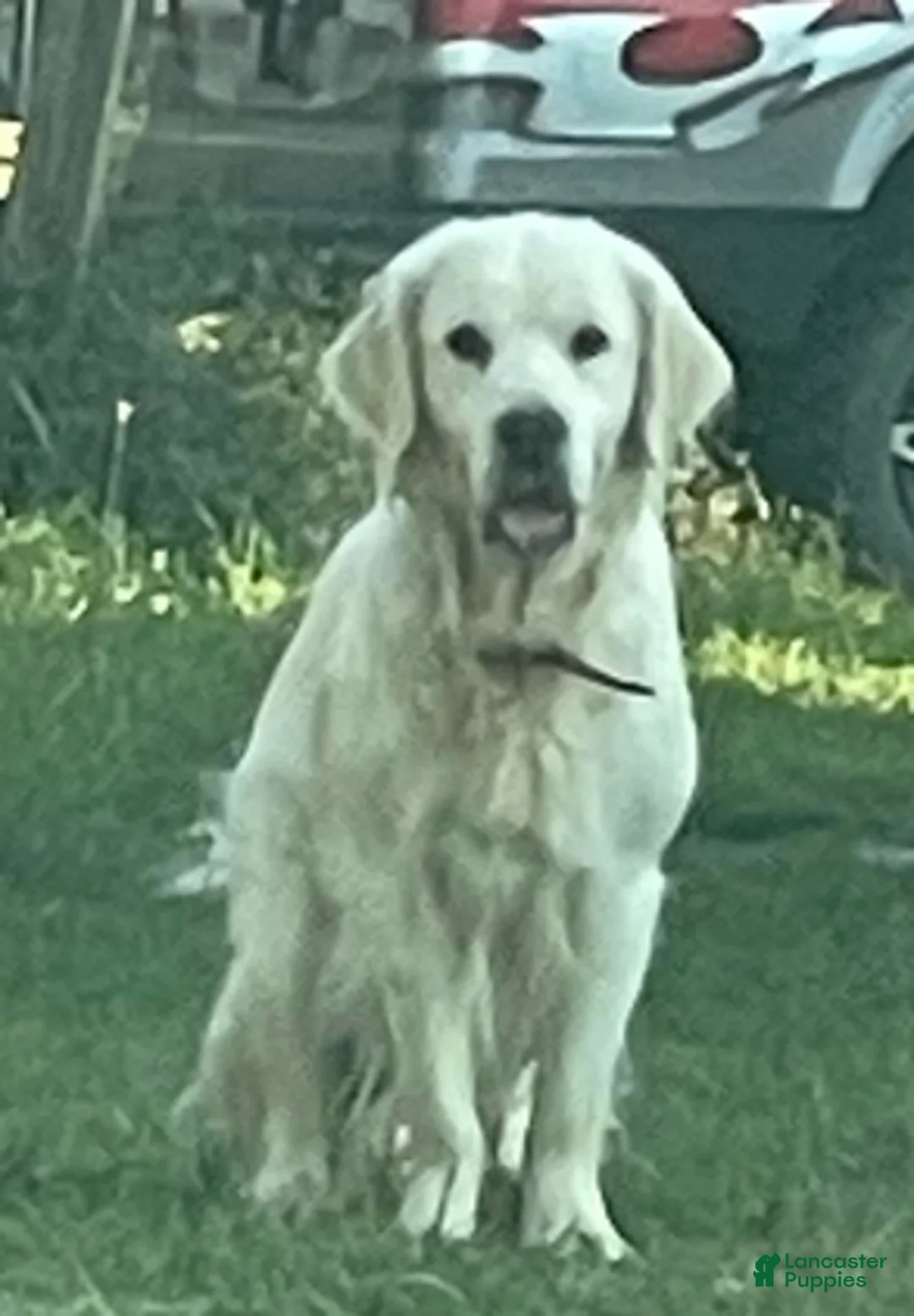 Golden Retriever dogs for sale: Maddie - Ad 4