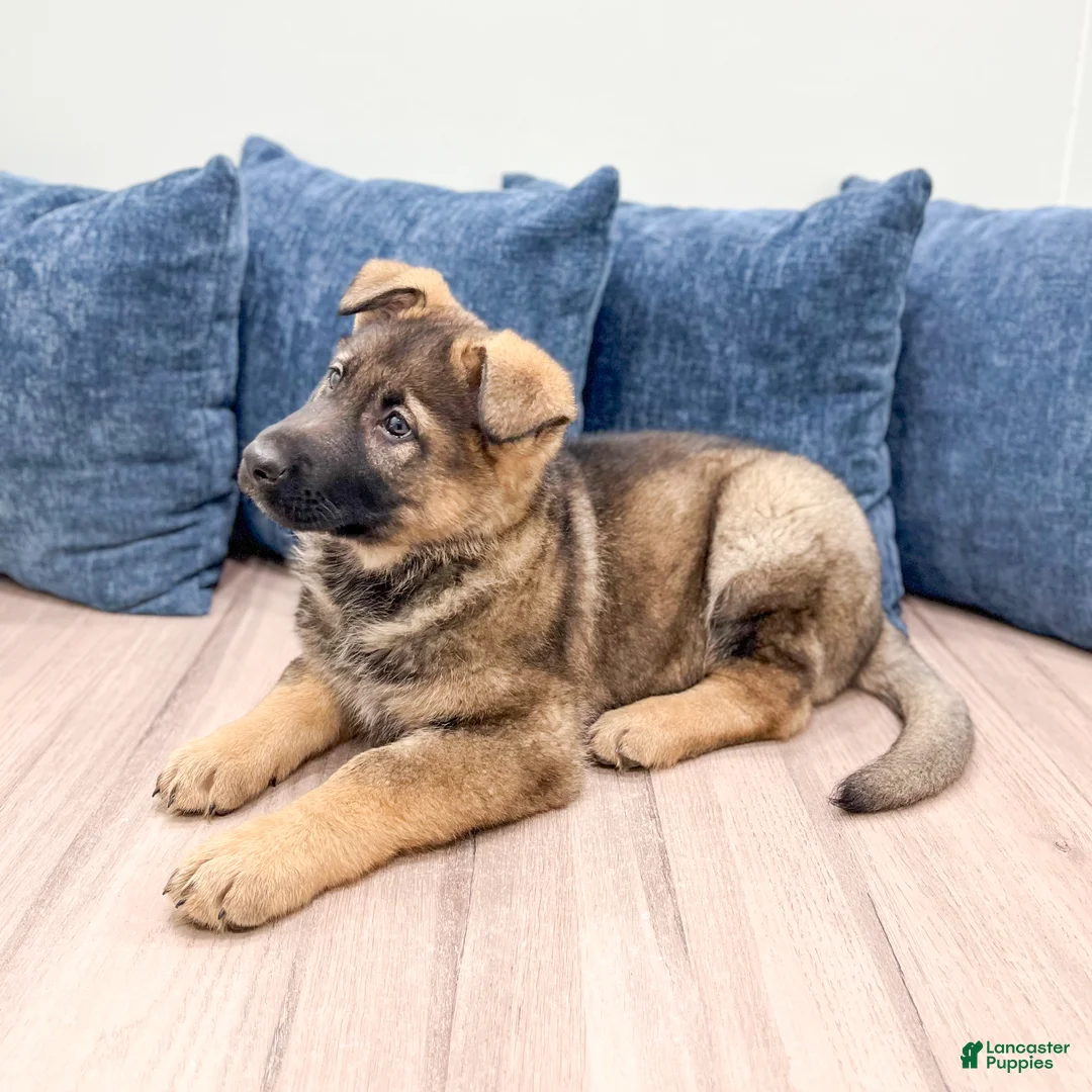 German Shepherd dogs for sale: Asher - Ad 4