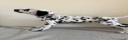 Dalmatian dogs for sale: Dalmatian Puppy 4 - Ad 5