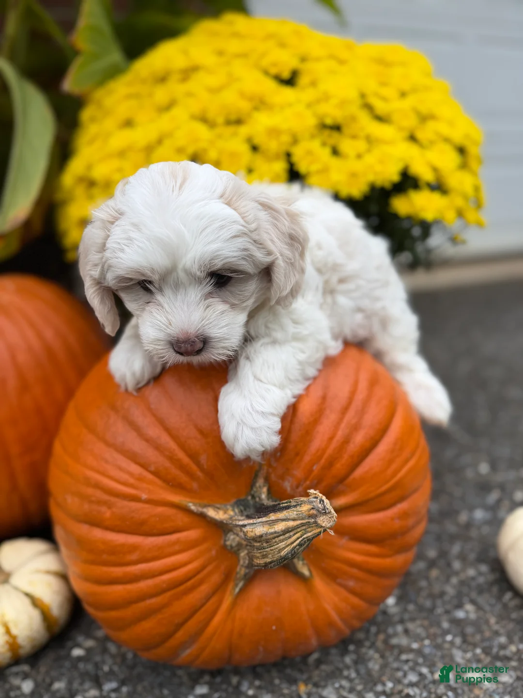 Coton De Tulear dogs for sale: Coton De Tulear 1 - Ad 2