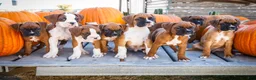 Boxer dogs for sale: Orlando Boxer - Ad 13