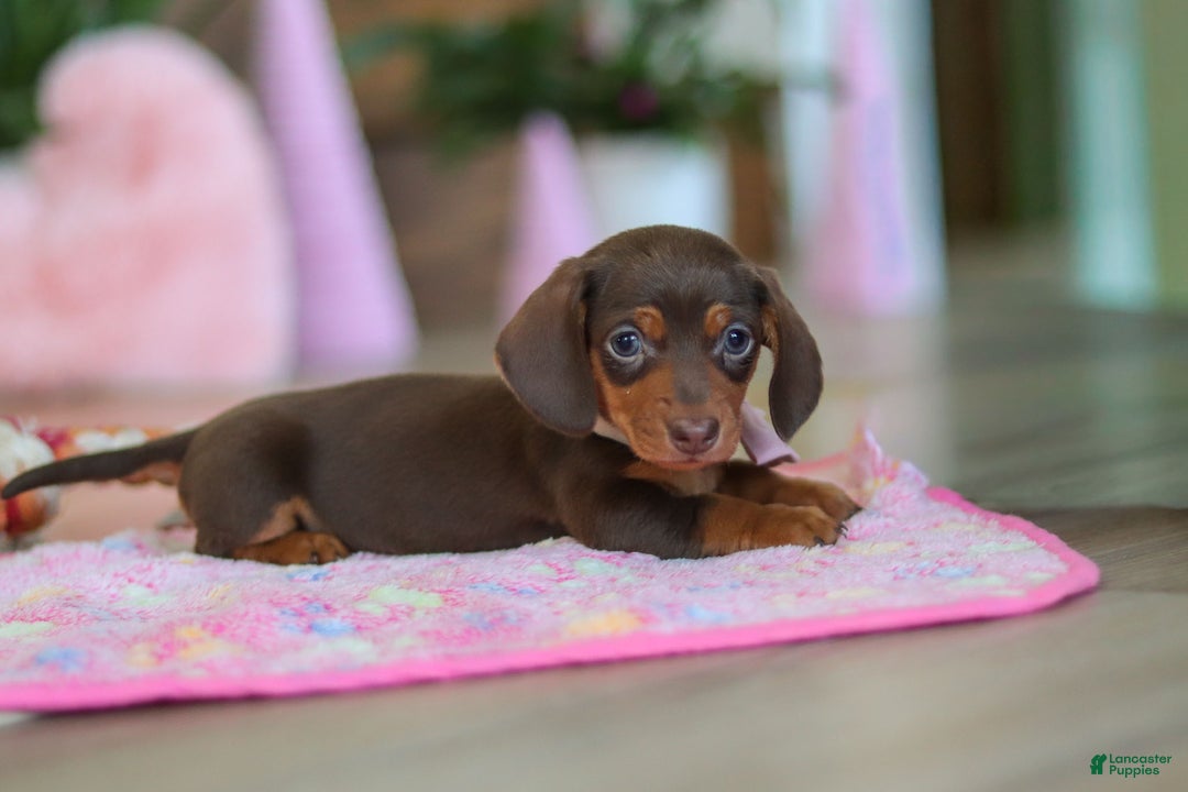 Miniature Dachshund dogs for sale: Chloe - Ad 2
