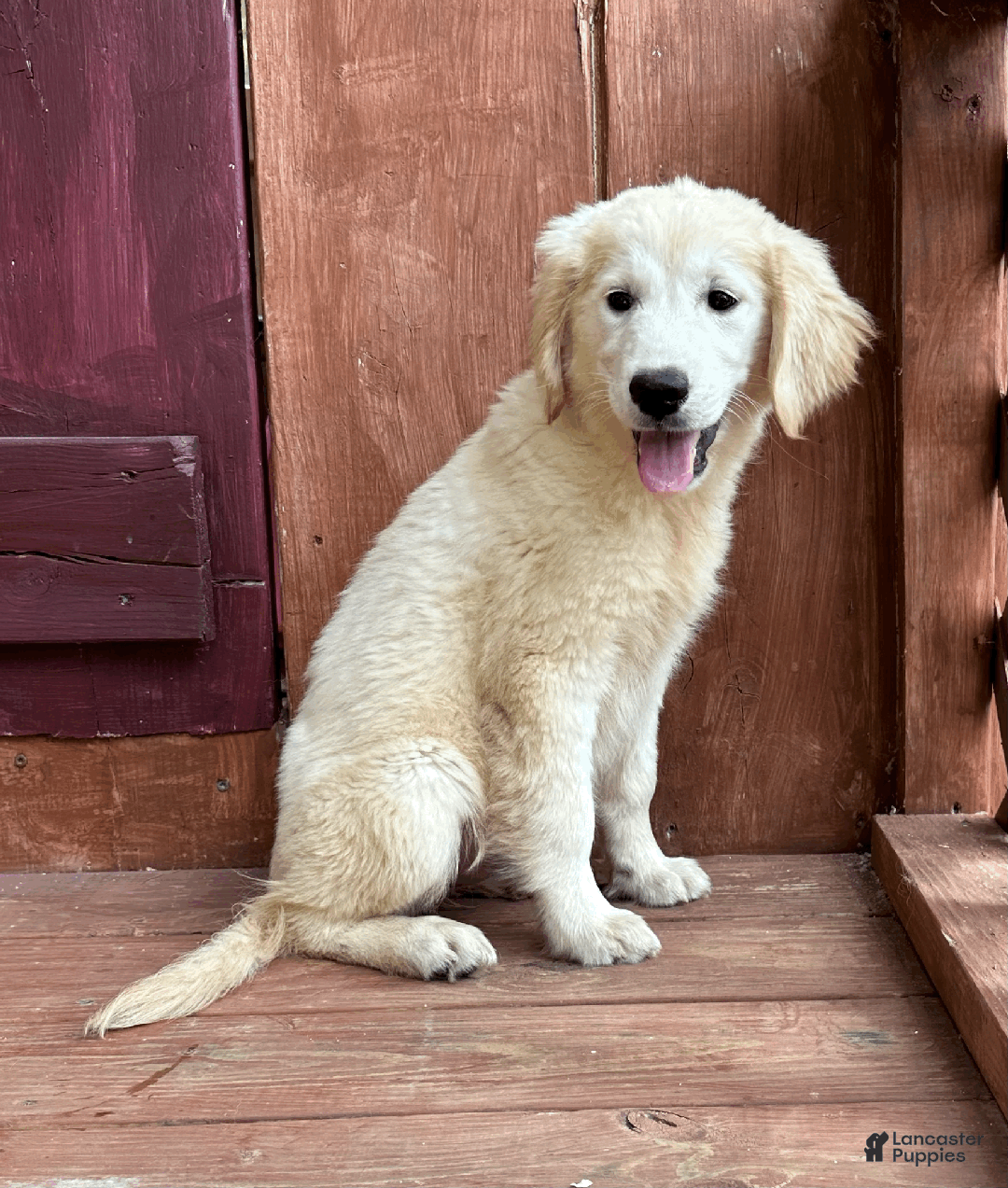 Golden Retriever dogs for sale: AKC Gretel - Ad 5