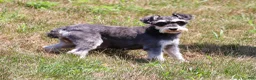Miniature Schnauzer dogs for sale: Hunter - Ad 10