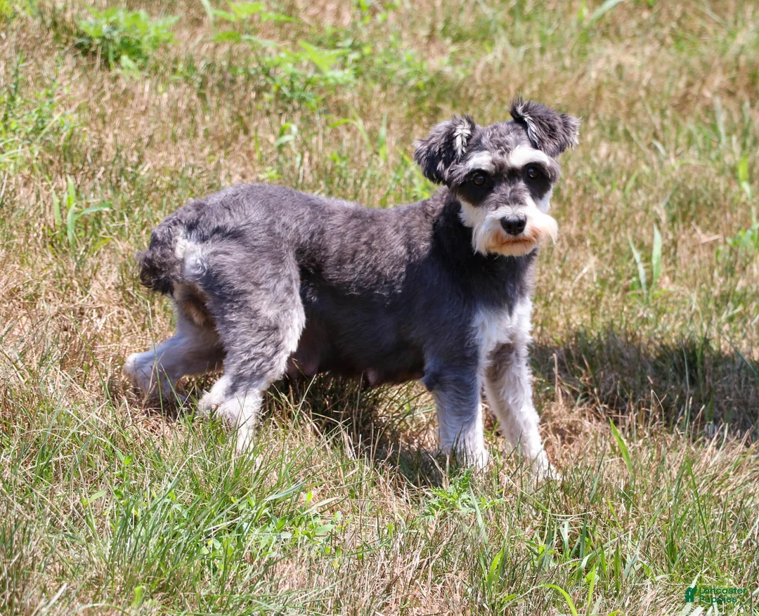 Miniature Schnauzer dogs for sale: Hunter - Ad 10