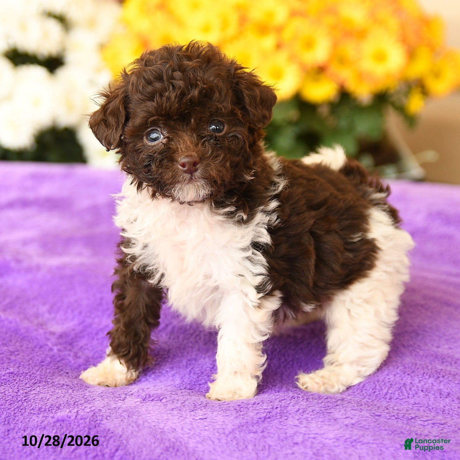 Toy Poodle dogs for sale: Smidgen - Ad 1