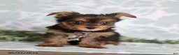 Yorkshire Terrier dogs for sale: Megan - Ad 3