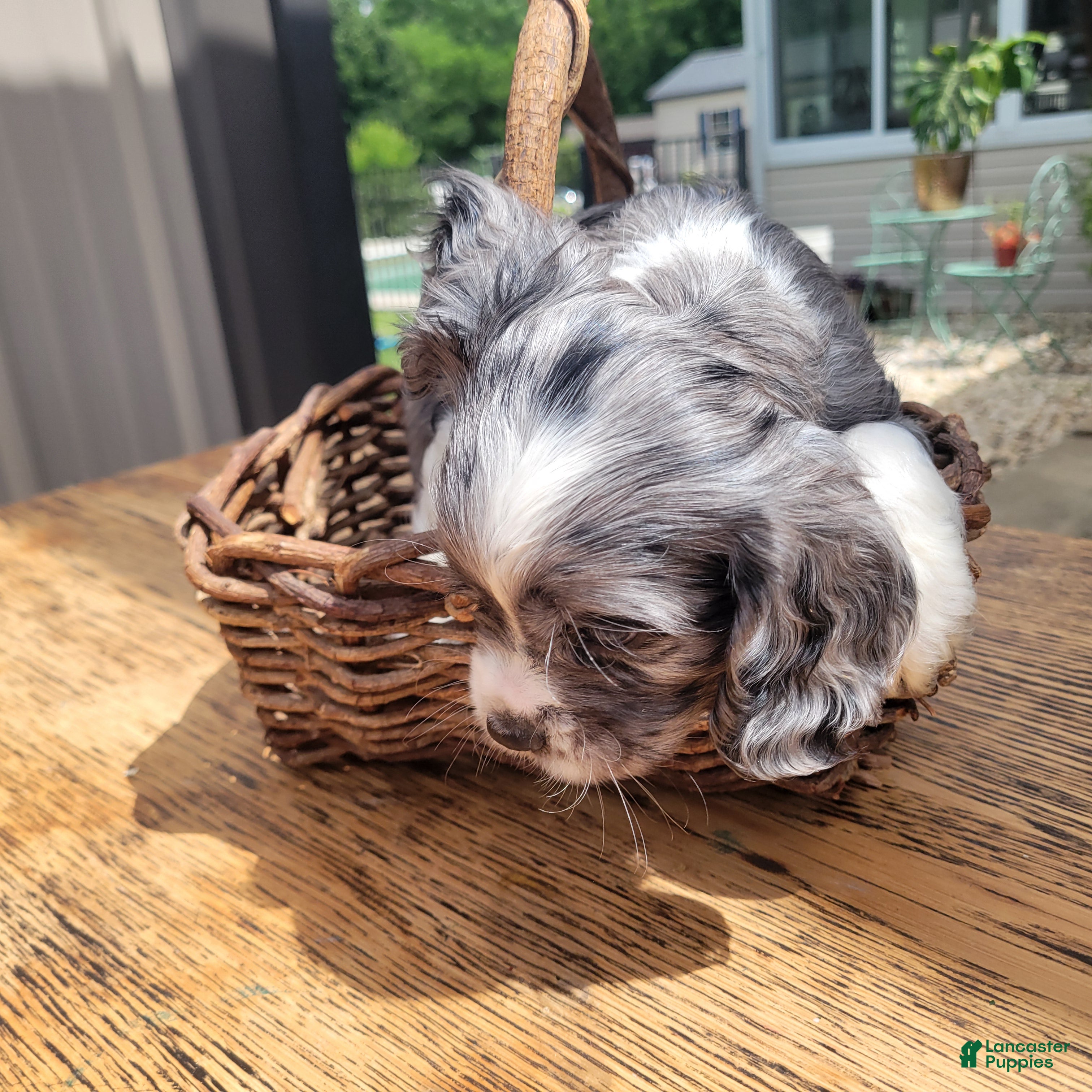 Mixed Breed dogs Silver - Ad 2