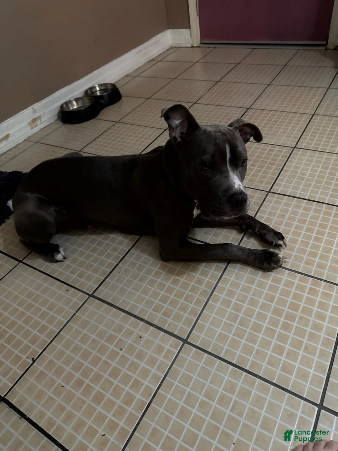 American Pit Bull Terrier dogs for sale: Coco - Ad 6