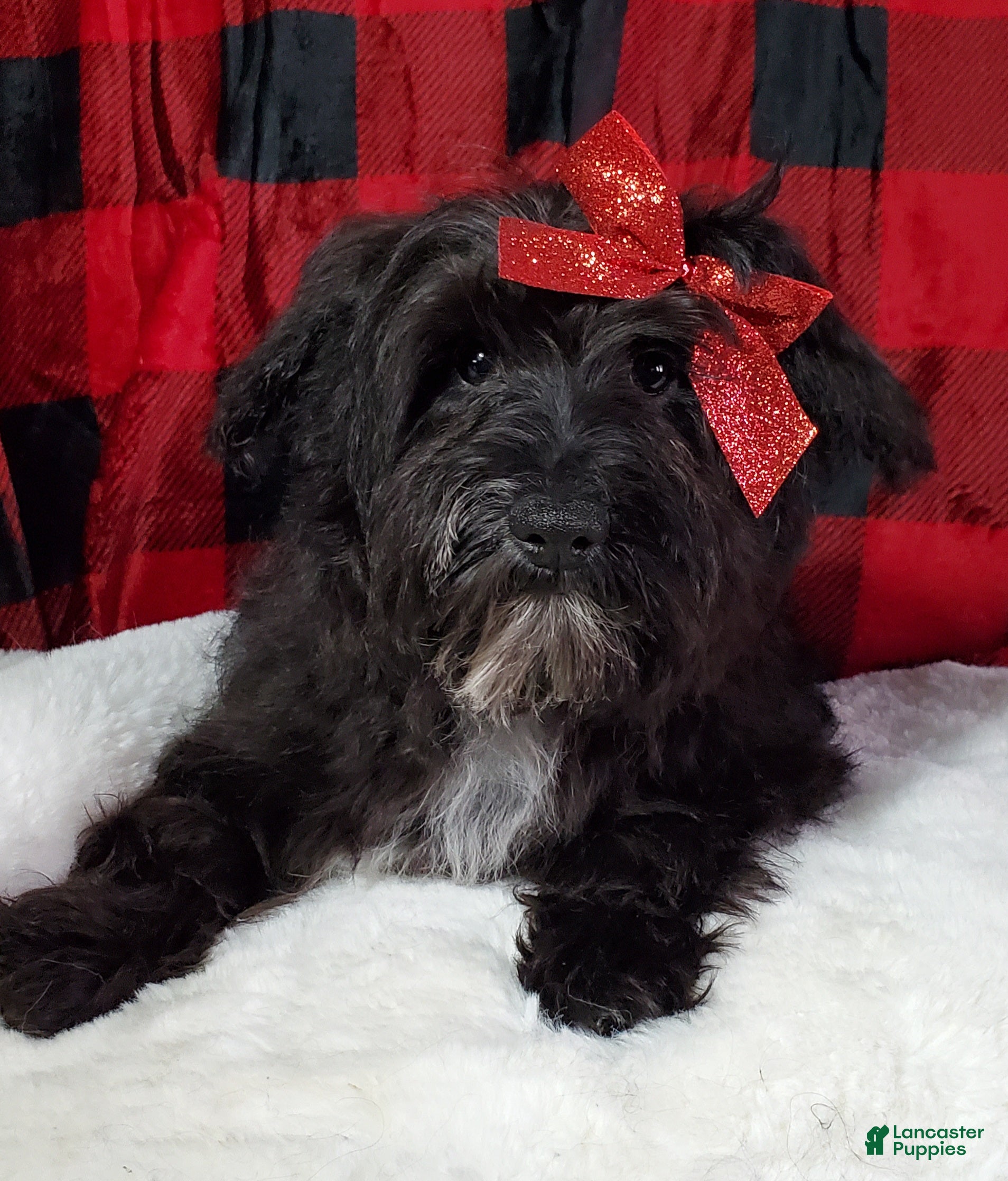 Mixed Breed dogs Winnie  - Ad 33