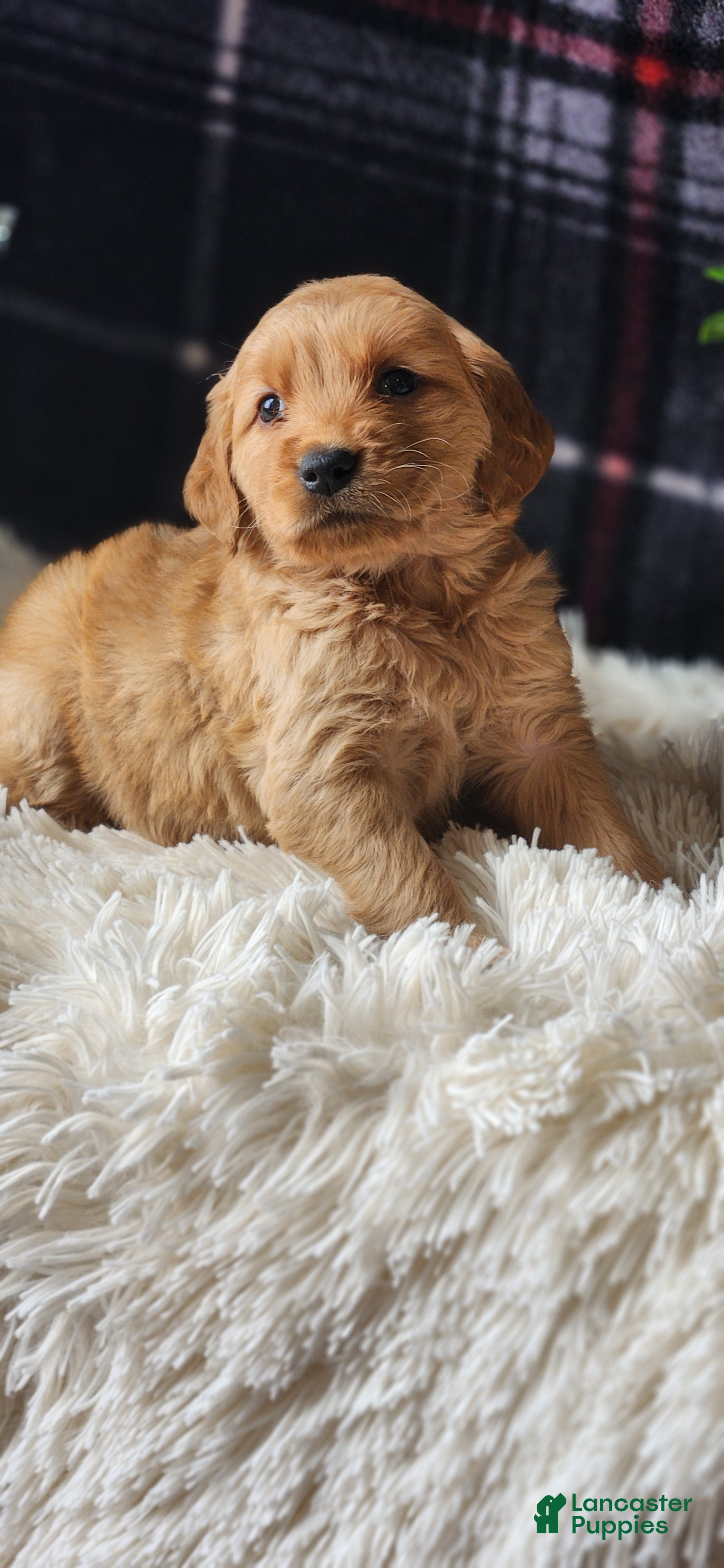 Golden Retriever dogs Laredo - Ad 34