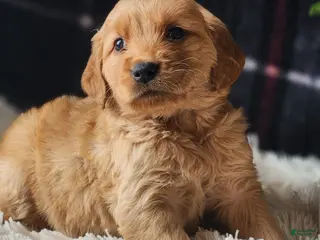 Golden Retriever dogs Laredo - Ad 6