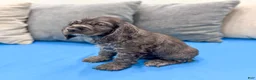 Cocker Spaniel dogs for sale: Riley - Ad 6
