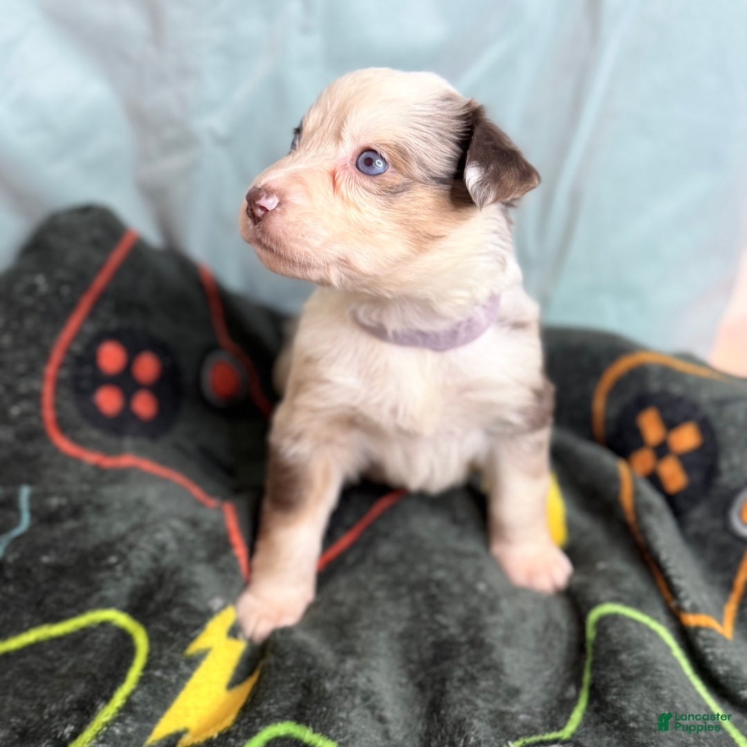 Mixed Breed dogs for sale: Moon - Ad 4