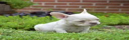 French Bulldog dogs for sale: Goldie (tiny) - Ad 5