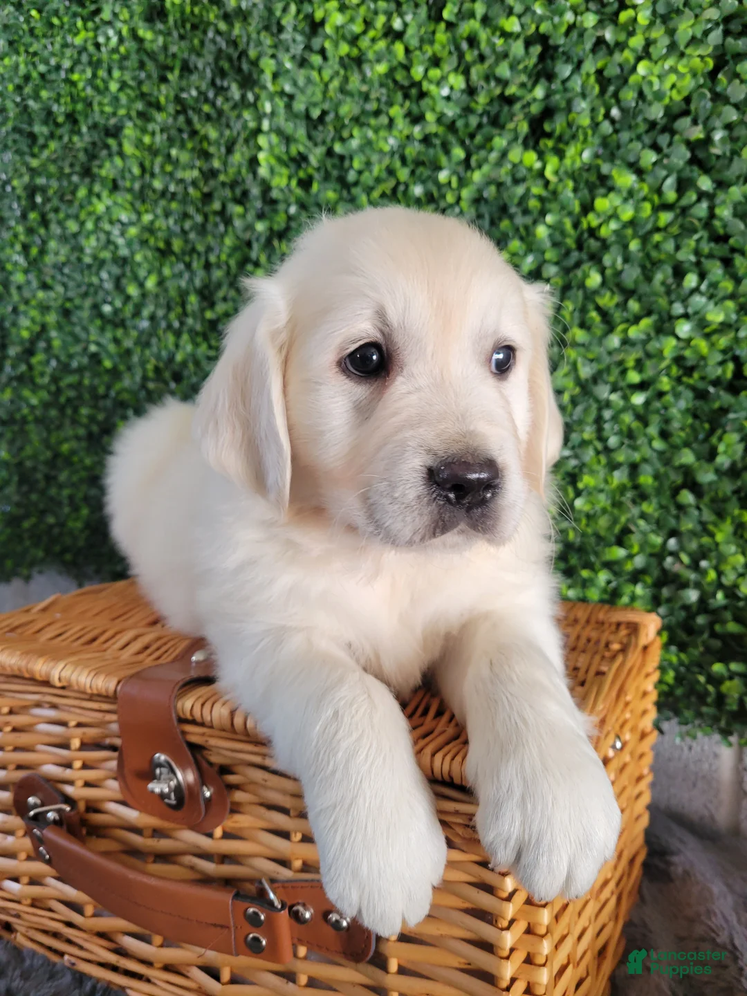 Golden Retriever dogs for sale: Rex - Ad 2