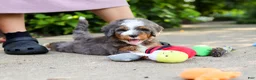 Mini Bernedoodle dogs for sale: Bentley - Ad 6