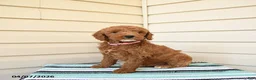 Goldendoodle dogs for sale: Wooton - Ad 1