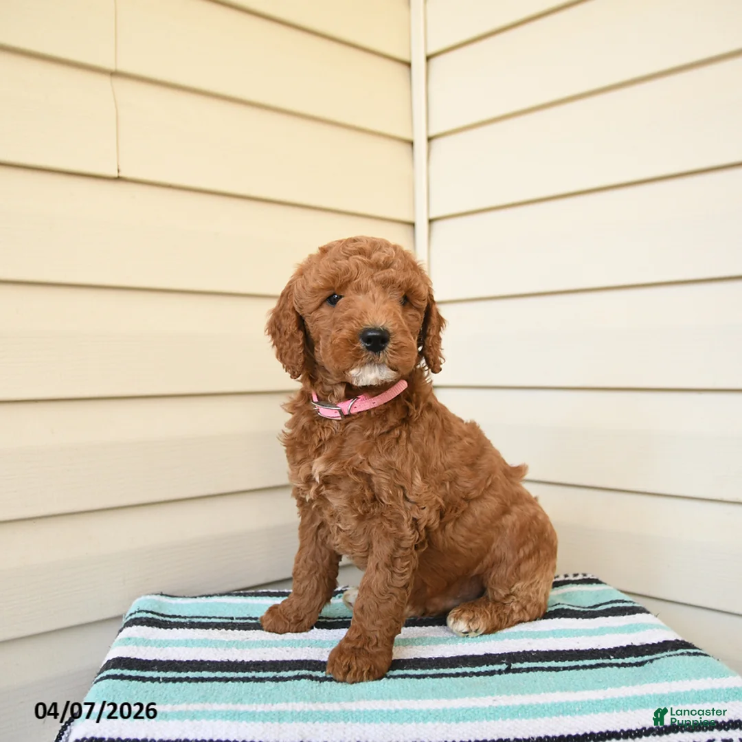 Goldendoodle dogs for sale: Wooton - Ad 1