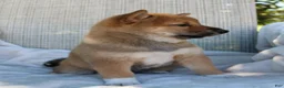 Shiba Inu dogs for sale: Lola - Ad 6