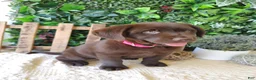 Labrador Retriever dogs for sale: Iris - Ad 9