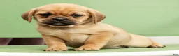 Puggle dogs for sale: Paula - Ad 8