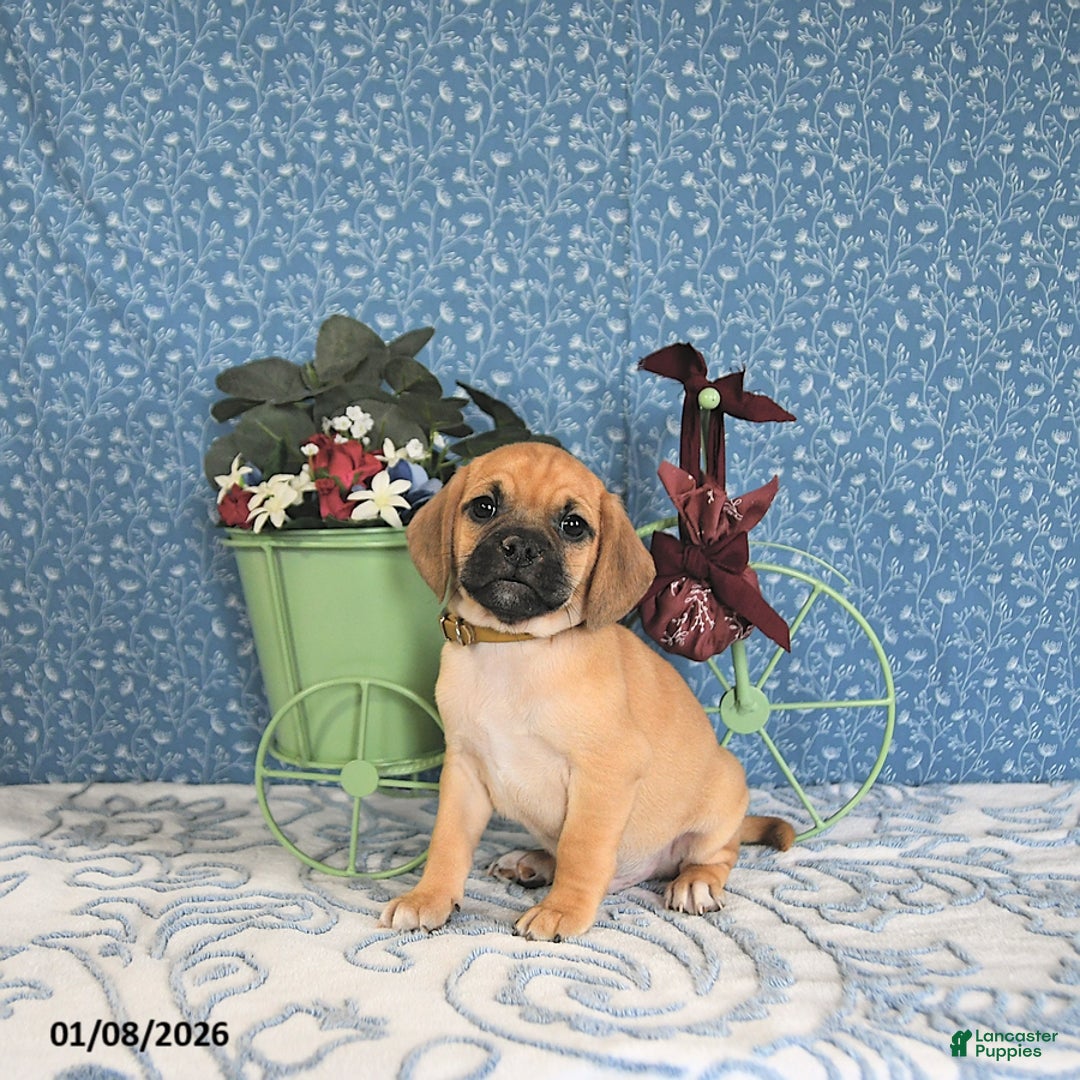 Puggle dogs for sale: Kiko - Ad 2