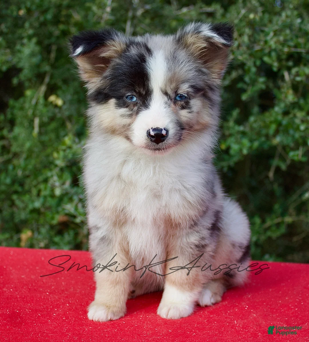 Australian Shepherd dogs for sale: Jessie - Ad 3