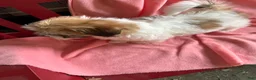 Havanese dogs for sale: Havanese Puppy 6 - Ad 6