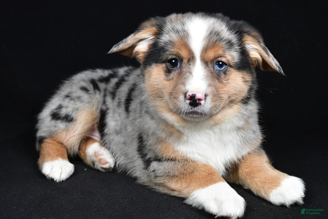 Mixed Breed dogs for sale: Cassidy - Ad 8