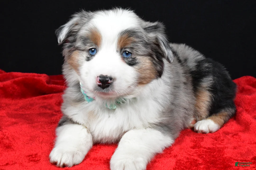 Miniature Australian Shepherd dogs for sale: Riley - Ad 1