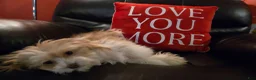 Havapoo dogs for sale: Havapoo 2 - Ad 5