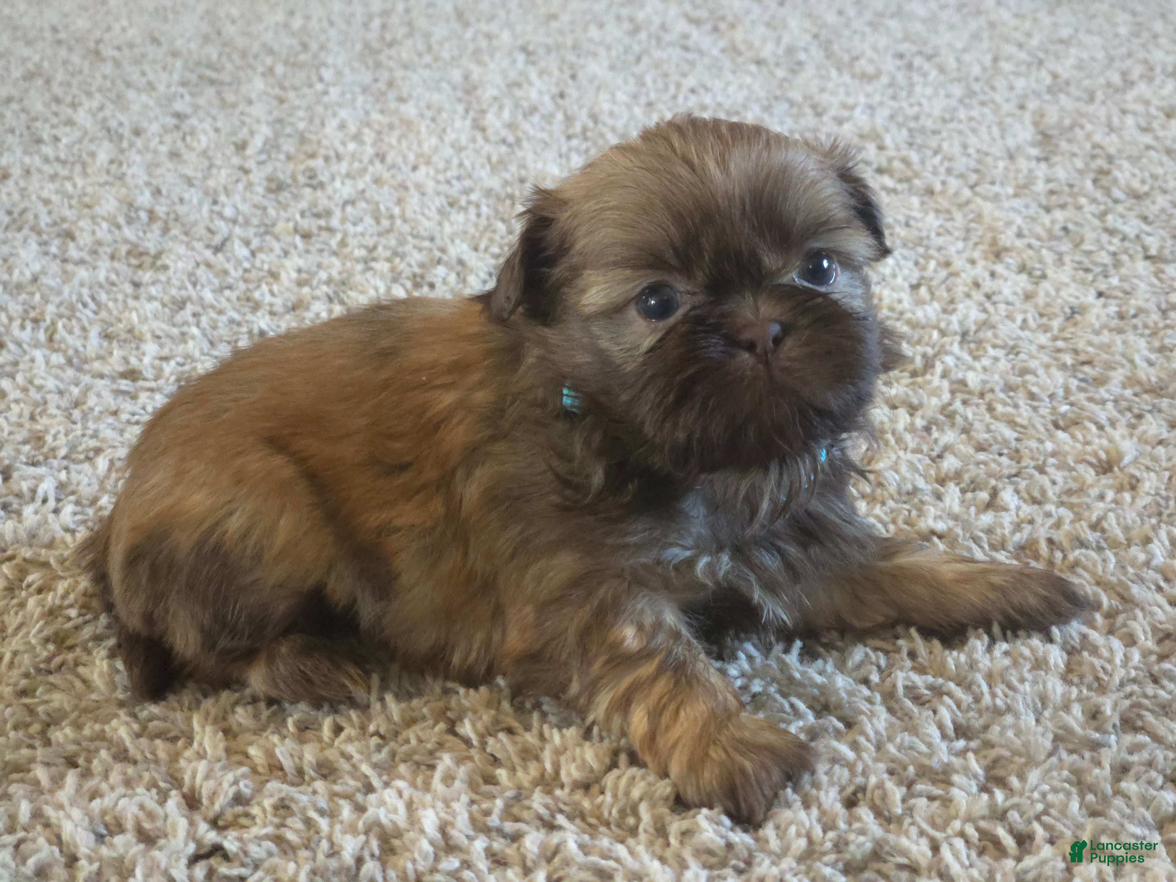 Shih Tzu dogs Buddy  - Ad 16