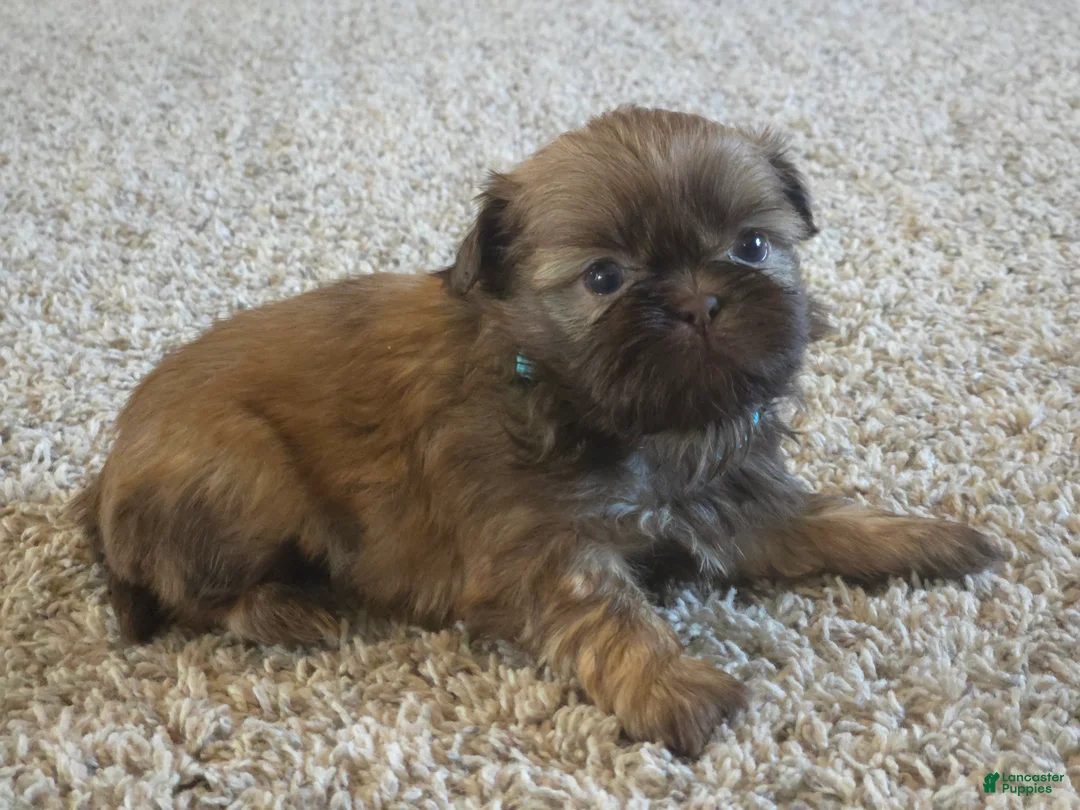 Shih Tzu dogs for sale: Buddy  - Ad 1