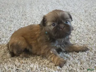 Shih Tzu dogs Buddy - Ad 16