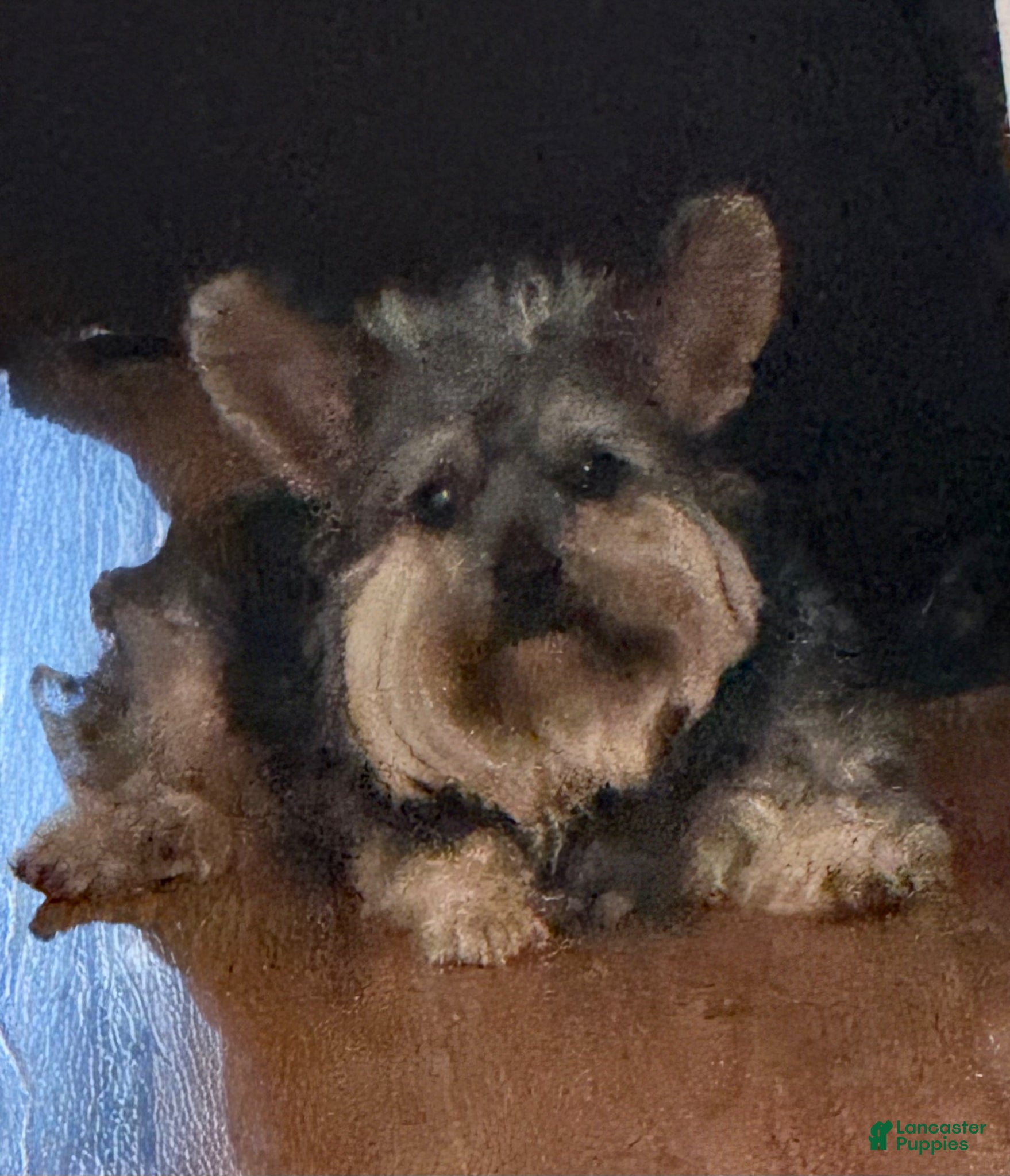 Yorkshire Terrier dogs Yorkshire Terrier Puppy 1 Tinker - Ad 2